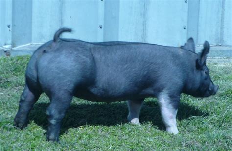 We have a few litters a year of kunekune piglets for <b>sale</b> in Florida. . Meat pigs for sale near me